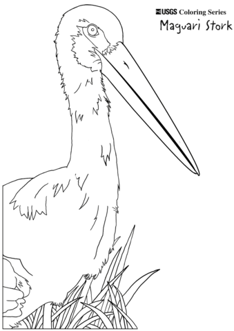 Maguari Stork Coloring Page